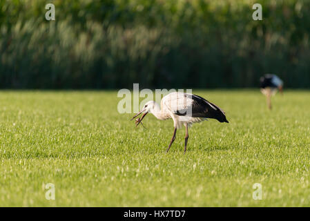 Cicogna bianca Ciconia ciconia nel recente falciare prati Foto Stock