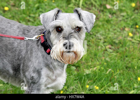 Miniatura schnauzer cane Foto Stock