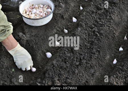 Agricoltore la mano di piantare aglio nel giardino vegetale Foto Stock