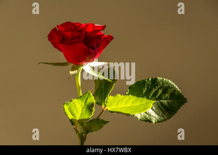 Una rosa rossa a stelo singolo, Rosaceae illuminata dalla luce solare Foto Stock