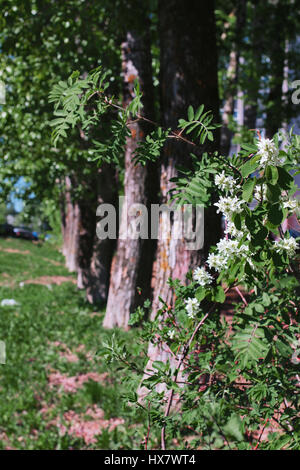 Vicolo di pioppi con foglie di fioritura nel mezzo della molla Foto Stock