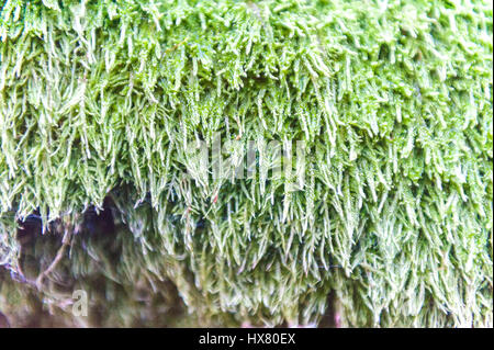 Bella e verde muschio sotto la luce diretta del sole, closeup, macro. cresce sull'albero, bellissimo sfondo di MOSS. luogo di testo. Foglia sul , Autunno, Foresta semi, natura,la fauna selvatica Foto Stock