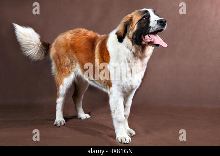 Cane domestico, San Bernardo adulto che pongono in piedi su un sfondo marrone, studio shot. Foto Stock