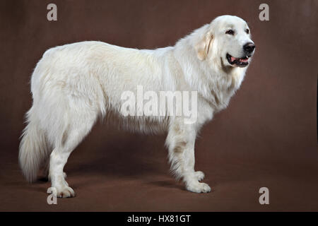 White golden retriever standing, vista laterale, studio shot, marrone scuro dello sfondo. Foto Stock