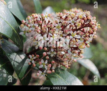 I graziosi fiori bianchi di di Skimmia japonica noto anche come skimmia giapponese, una molla fioritura arbusto sempreverde. Foto Stock