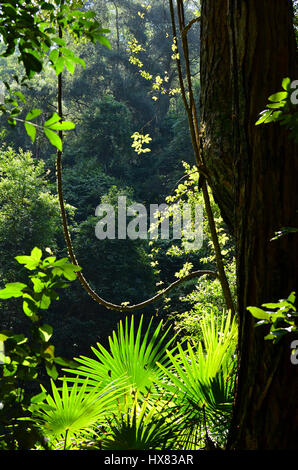 Filtraggio della luce attraverso la foresta pluviale sottobosco di felci, palme e vigne, Royal National Park, Sydney, Nuovo Galles del Sud, Australia Foto Stock