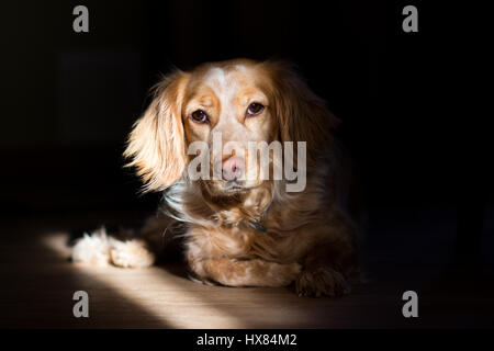 Spaniel nel fascio di luce del sole dalla finestra Foto Stock