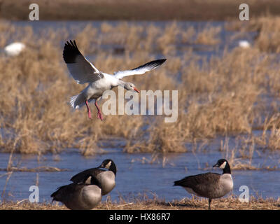 Snow goose lo sbarco in zone umide Foto Stock