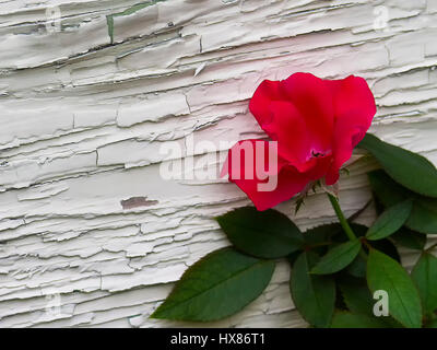 Red Rose contro la parete con vernice scheggiato Foto Stock