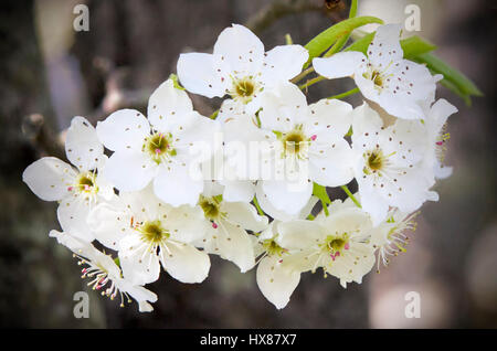 Gruppo di pear tree blossoms Foto Stock