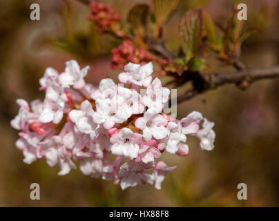 Viburnum tree (in latino: viburnum x bodnantense) Foto Stock