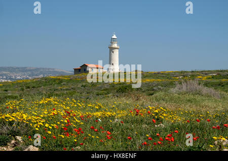 Crown margherite in piena fioritura in Paphos parco archeologico con il faro di Paphos in distanza. Foto Stock