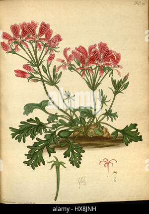 Pelargonium incrassatum 2 Foto Stock