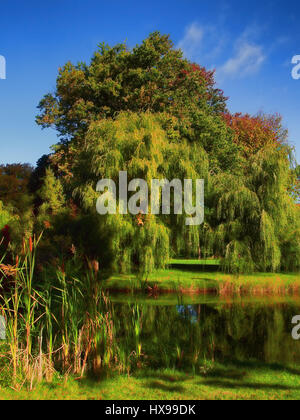 Bellissimi gli alberi di salice da uno stagno a inizio autunno Foto Stock