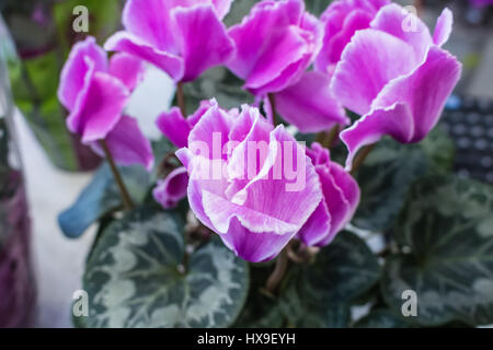 Ciclamino Rosa fiore bellissimo magic closeup fiori Foto Stock