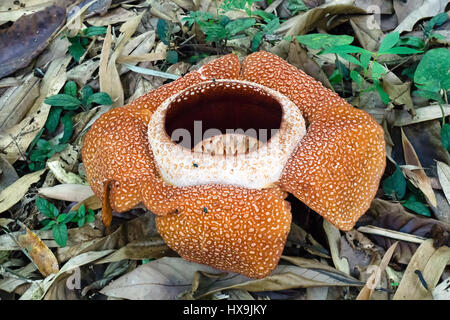 Malaysia Sabah borneo Rafflesia Keithii fiore, più grande del mondo di fiore  in Kinabalu National Park Foto stock - Alamy