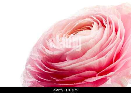 Fresh ranunculus fiore con gocce di acqua su bianco Foto Stock