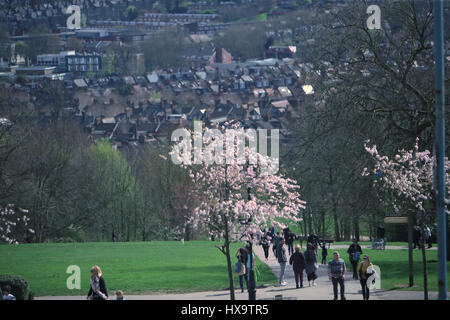 Londra, Regno Unito. 26 Mar, 2017. Una splendida giornata di primavera rosa con la fioritura e la città di Londra in background Credito: Paolo Quezada-Neiman/Alamy Live News Foto Stock