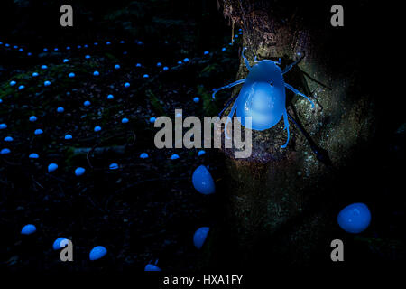 Vancouver, BC, Canada. Xxv Marzo 2017. Notte natura quest evento lanterna, spirito pacifico Parco Regionale, Vancouver, British Columbia, Canada. Credito: Michael Wheatley/Alamy Live News Foto Stock