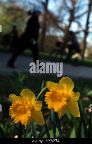Francoforte, Germania. 26 Mar, 2017. Persone godetevi la calda primavera a Francoforte, Germania, 26 marzo 2017. Credito: Luo Huanhuan/Xinhua/Alamy Live News Foto Stock