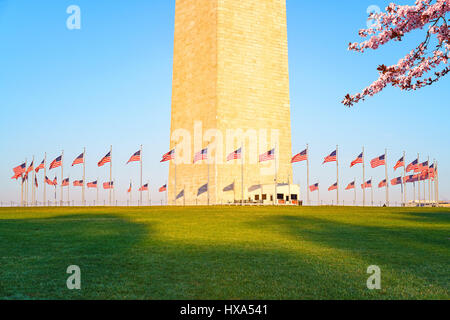 Fiore di Ciliegio vicino al Monumento di Washington, Stati Uniti d'America Foto Stock