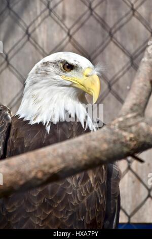 Aquila calva (Haliaeetus leucocephalus) in cattività Foto Stock