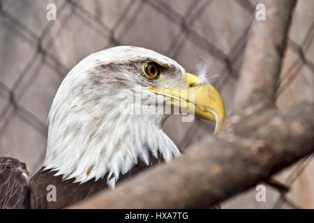 Aquila calva (Haliaeetus leucocephalus) in cattività Foto Stock
