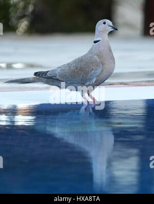 Eurasian Colomba a collare (Streptopelia decaocto) bere ad una piscina in Paphos Cipro Foto Stock