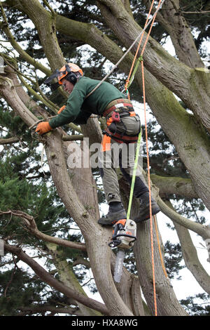 Un albero chirurgo sfruttata per un grande albero in un giardino il taglio di grossi rami per rendere pronto a caduto l'albero intero in Flintshire, Galles Foto Stock