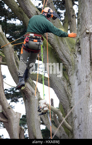 Un albero chirurgo sfruttata per un grande albero in un giardino il taglio di grossi rami per rendere pronto a caduto l'albero intero in Flintshire, Galles Foto Stock