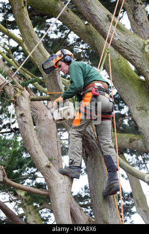 Un albero chirurgo sfruttata per un grande albero in un giardino il taglio di grossi rami per rendere pronto a caduto l'albero intero in Flintshire, Galles Foto Stock