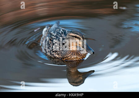 Una femmina di Mallard Duck sull'acqua del Trent e Mersey Canal vicino grande Haywood in Staffordshire, Regno Unito Foto Stock