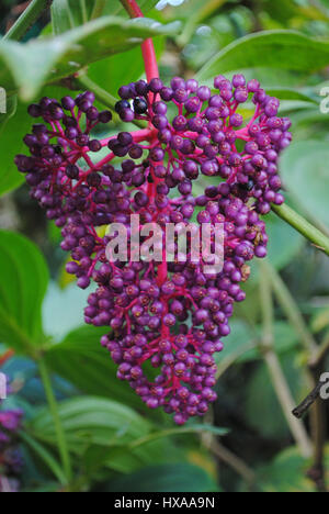 Fiore Foto Stock