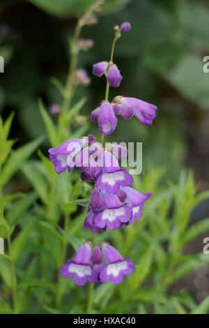 Penstemon 'zar' Foto Stock