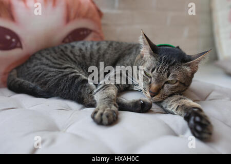Poco carino gattino dorme . Foto Stock