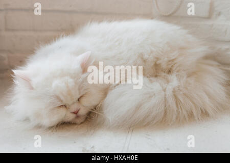 Poco carino gattino dorme . Foto Stock
