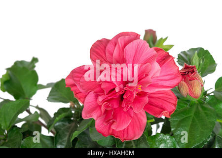 Ibisco rosa fiore isolato su sfondo bianco Foto Stock
