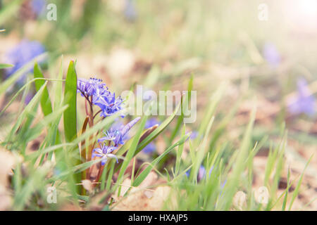 Bellissimi fiori in primavera la natura dello sfondo. Selvaggio Blu crescente snowdrop, Scilla bifolia, blu primavera fiore. Foto di colorazione con soft focus. Copia Foto Stock