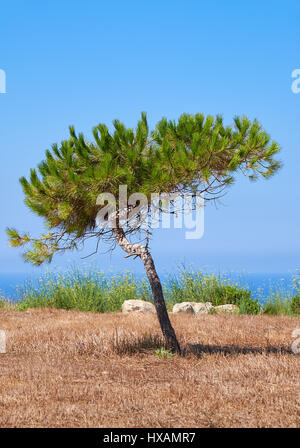 Un pino solitario modellati dal vento in crescita sulla terra bruciata sulla costa mediterranea nei pressi di Hagar Qim tempio megalitico, Malta Foto Stock