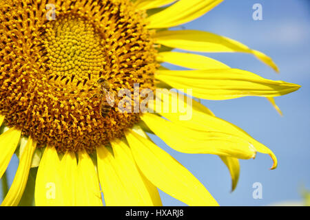 Questa immagine ic il close up di ape su girasole , parte della Thailandia Foto Stock