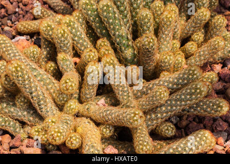 Primo piano alla pila di Ladyfinger/ oro Cactus di pizzo/ Mammillaria elongata, succulenti e aride impianto Foto Stock