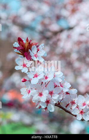 Albero di prugna Fiore Foto Stock