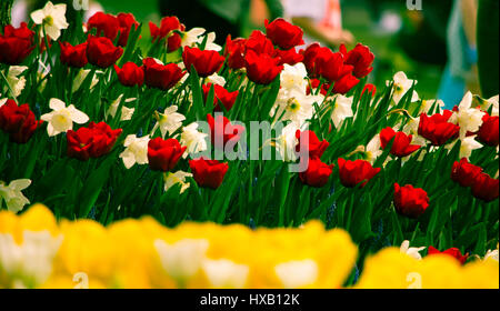 Tulipani e Daffidols blumo durante il Tulip Festival di Skagit County, Washington Foto Stock