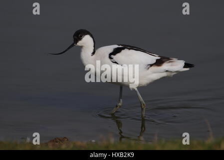 Adulto Avocet alimentando in fondali bassi Foto Stock