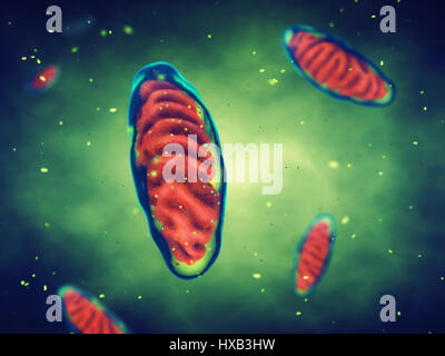 Mitocondri ,l'energia cellulare , la respirazione cellulare Foto Stock