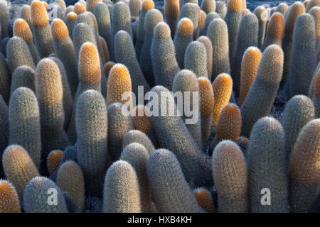 Galapagos lava cactus close up (Brachycereus nesioticus) Foto Stock
