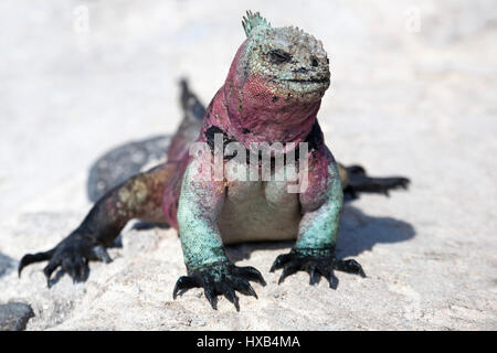 Marine Iguana maschio (Amblyrhynchus cristatus) nella stagione di riproduzione di colori su all'Isola Espanola Foto Stock