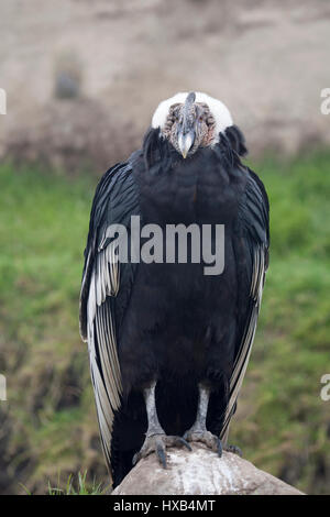 Condor andino (Vultur gryphus) Foto Stock