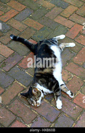 Quartiere cat in Winston-Salem mostra off Foto Stock