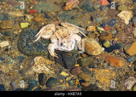 Rana in legno seduta sul fondo pietroso del fiume. Un anfibio sveglio di inizio primavera. Foto Stock